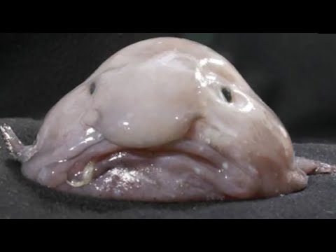 Facts: The Blobfish