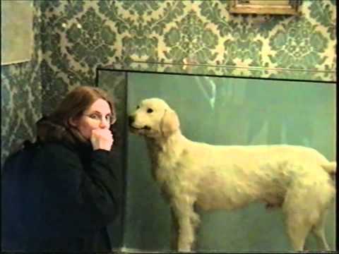 napoleon&#039;s dog or how to piss off a Parisian musem guard
