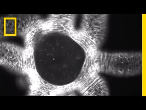 Watch: Tiny Hydra Rips Its Mouth Open to Eat | National Geographic