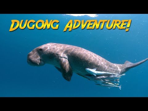 Dugongs of the Philippines (It&#039;s NOT a manatee...what is it?)