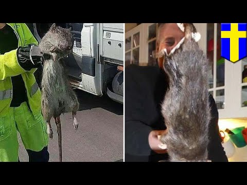 Giant rodent: Ratzilla caught in Sweden - TomoNews