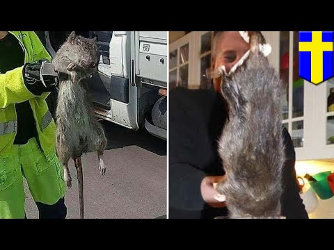 10 Terrifyingly Huge Rodents - 39