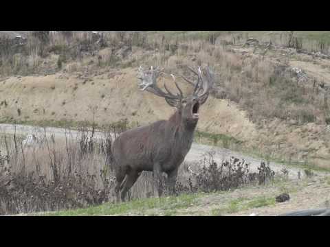 Red Stag roaring