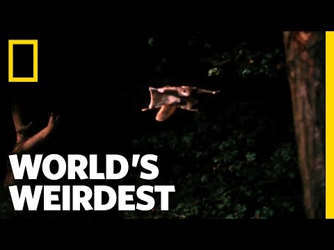 Flying Squirrel | World&#039;s Weirdest