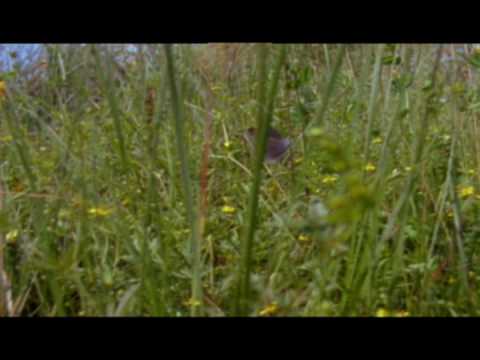 The Alcon Blue Butterfly