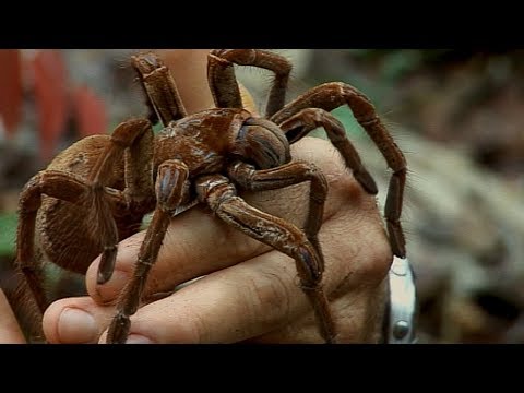 Holding a Wild Goliath Tarantula | Deadly 60 | BBC Earth Explore