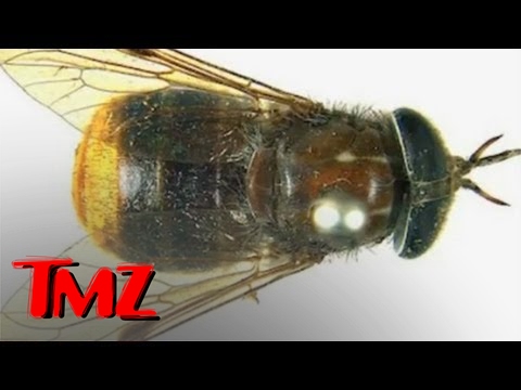 The New Beyonce Horse Fly | TMZ