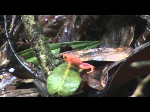 Male Brachycephalus pitanga calling