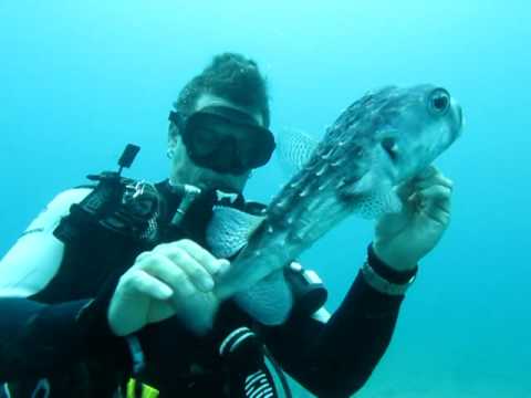 Diver Saves Puffer Fish (Saving Puff Daddy)