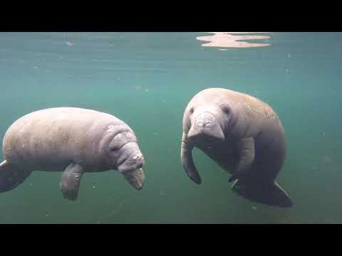 Baby Manatee and Mama Manatee