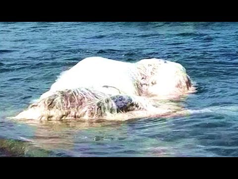 The Giant Sea Monster That Lives Beneath South Africa