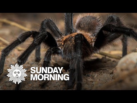 Tarantulas: Why you shouldn&#039;t be afraid