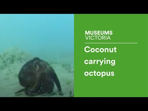Coconut-carrying octopus