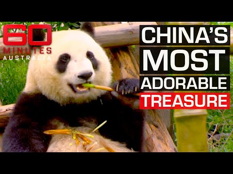 Teaching China how to save endangered giant pandas | 60 Minutes Australia