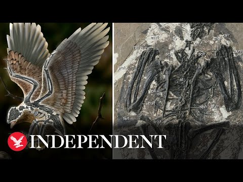 Winged creature that lived in China 120 million years ago ‘had dinosaur’s head and bird’s body’