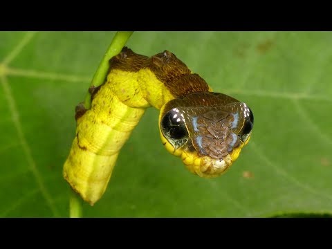 Snake-mimic caterpillar, Hemeroplanes triptolemus, Sphingidae