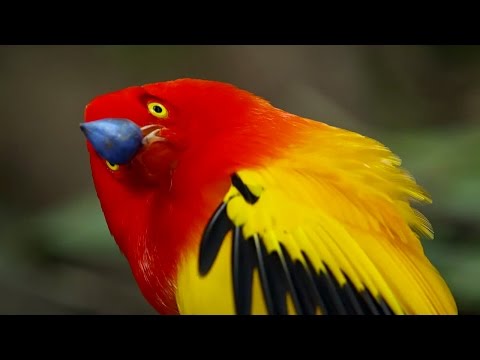 The Bowerbird&#039;s Grand Performance! | Life Story | BBC Earth