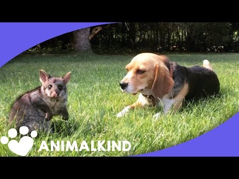 Mama beagle overcomes grief with help of possum