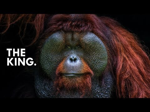 Orangutan: King of the Treetops