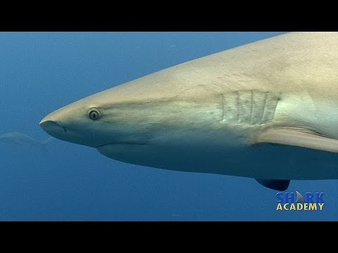 Top 10 Misconceptions About Nature s Efficient Killers  Sharks - 6