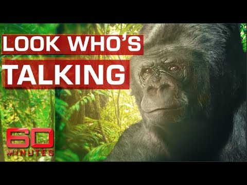 Koko the talking gorilla | 60 Minutes Australia