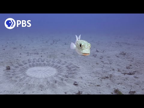 Pufferfish Builds Sand Sculpture for Mating