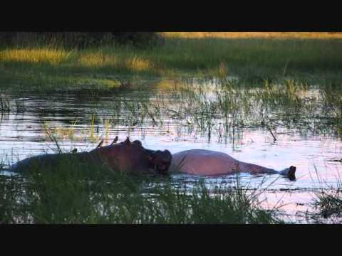 Hippo Cannibalism? Okavango Delta, Botswana