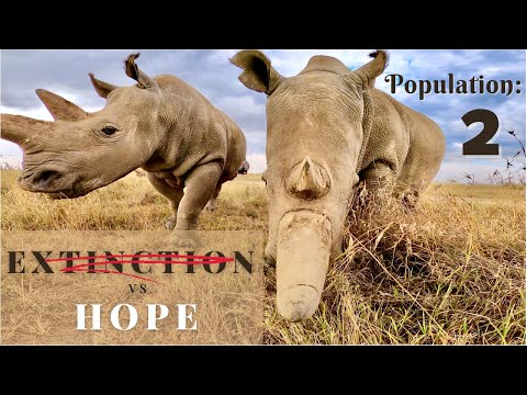 OL PEJETA CONSERVANCY | Last TWO Rhinos, Is There Still Hope? (ULTIMATE KENYA SAFARI Vlog Ep 3)
