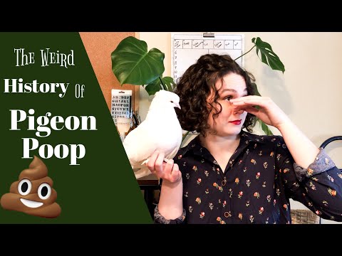 The Weird History of Pigeon Poop