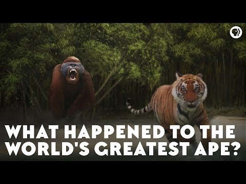 What Happened to the World&#039;s Greatest Ape?