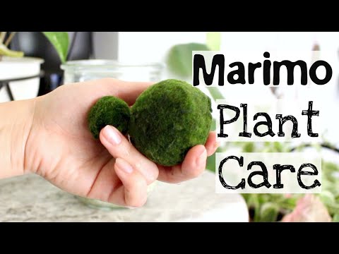 Marimo Moss Ball Plant Care Tips &amp; Tricks | Marimo Plant Care.