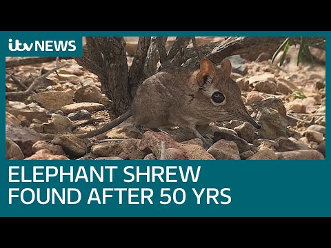 Long &#039;lost&#039; elephant shrew found after half a century thanks to peanut butter and Marmite | ITV News