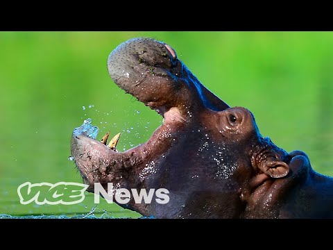 Pablo Escobar&#039;s &#039;Cocaine Hippos&#039; Might Finally Need to Be Killed