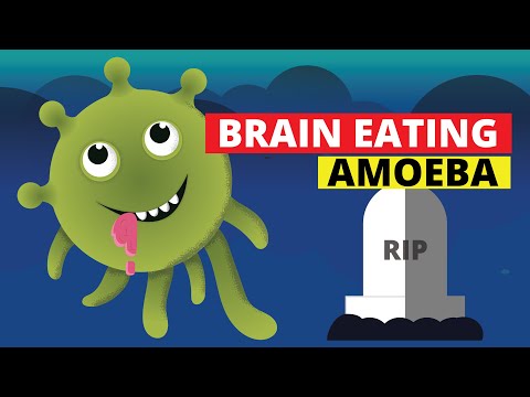 Brain Eating Amoeba (Naegleria fowleri)