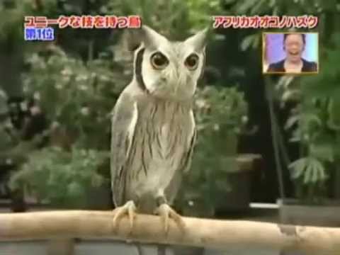 Transformer Owl