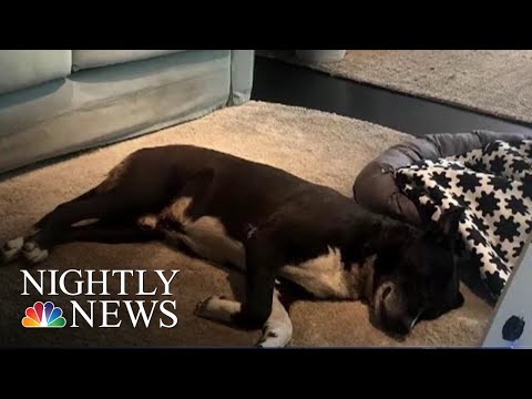 Italian Ikea Opens Up Its Doors For Stray Dogs | NBC Nightly News