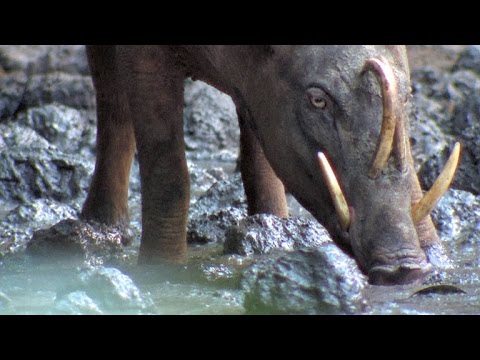 This Wild Pig Has Fangs That Can Pierce Its Own Skull