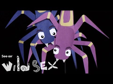 Genital Plugs: How These Spiders Trap Their Lovers