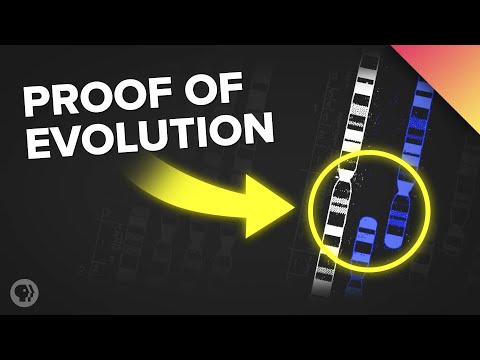 There&#039;s Proof of Evolution Hiding in Your DNA