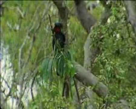 Palm Cockatoo drumming