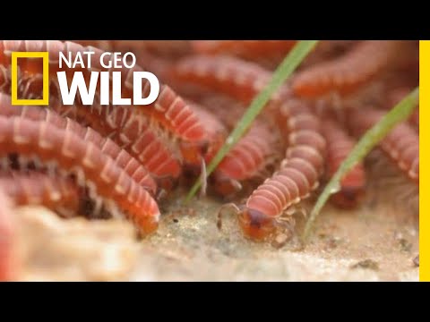 Watch Swarms of Millipedes Join Ranks to Survive | Nat Geo Wild