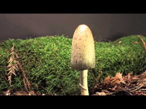 10 Carnivorous Mushrooms And Plants You Didn t Know About - 69