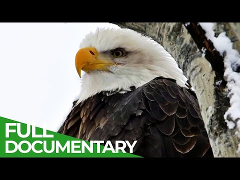 Eagles: The Kings of the Sky | Free Documentary Nature