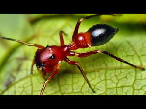 Ant-Mimicking Jumping Spider - Peckhamia