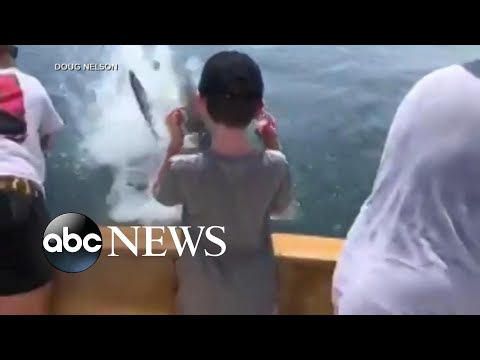 Great white shark snags fish off boy&#039;s fishing line