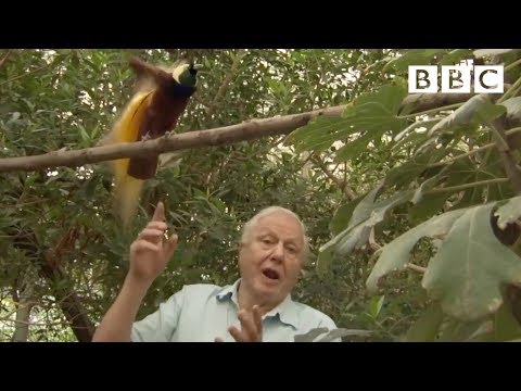 Bird interrupts David Attenborough | Attenborough&#039;s Paradise Birds - BBC