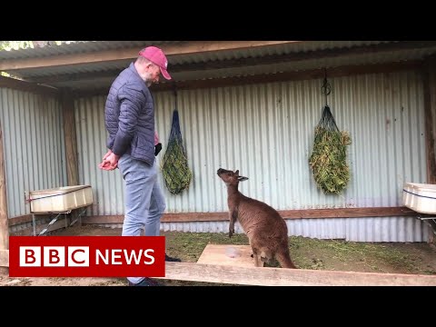 Kangaroos can &#039;communicate&#039; with humans, study finds - BBC News