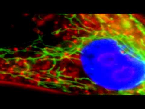 Human Fibroblast: Nucleus Activity. From &quot;A Miniature Universe, Matter, Motion &amp; Mind&quot;, by B. Chikly