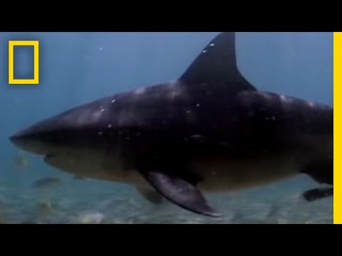 Top 10 Misconceptions About Nature s Efficient Killers  Sharks - 26