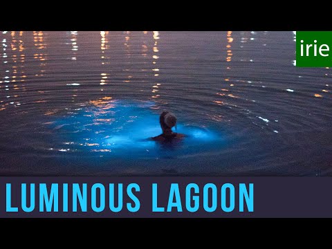 Luminous Lagoon Jamaica. Glowing Water Experience. Glistening Waters. Jamaica Video Guide